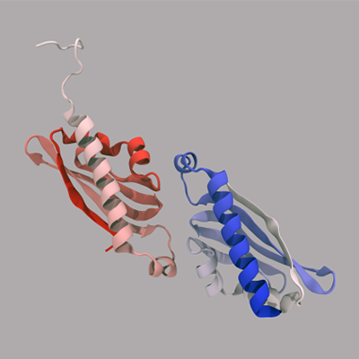 Predict protein-protein interactions with a neural network