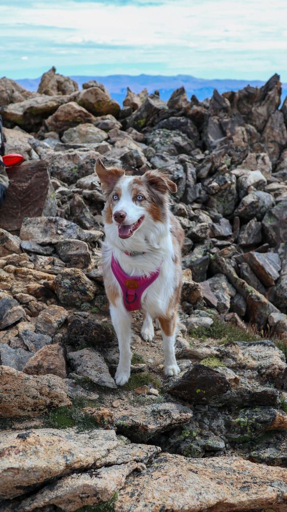 Hiker dog at more than 13K ft