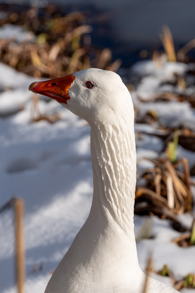 Proud goose