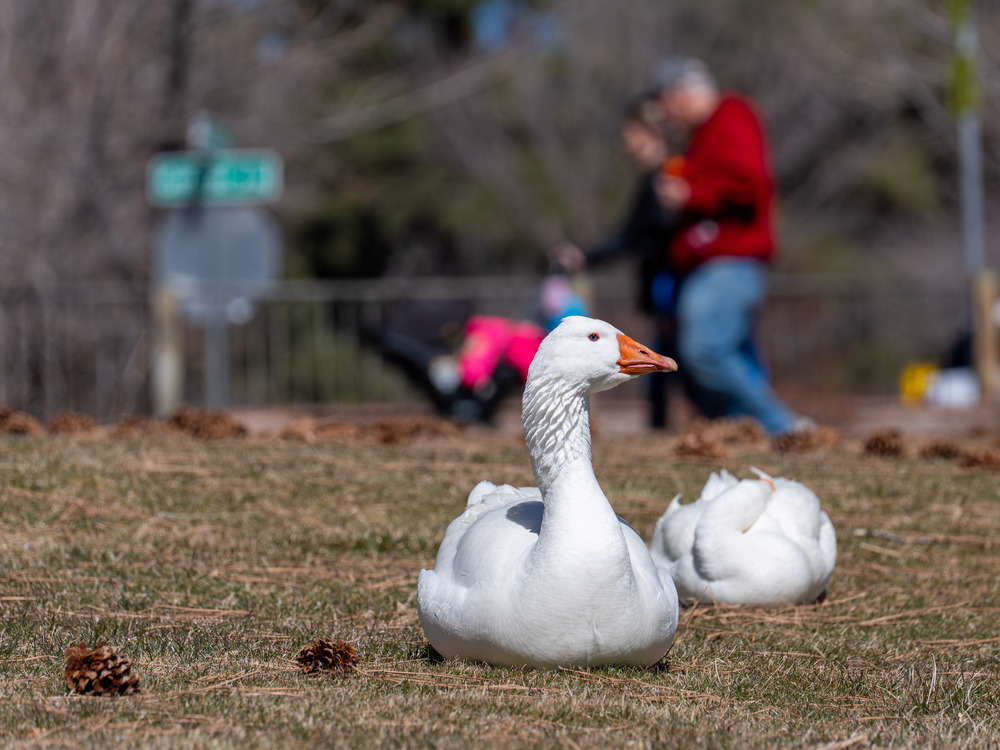 Geese