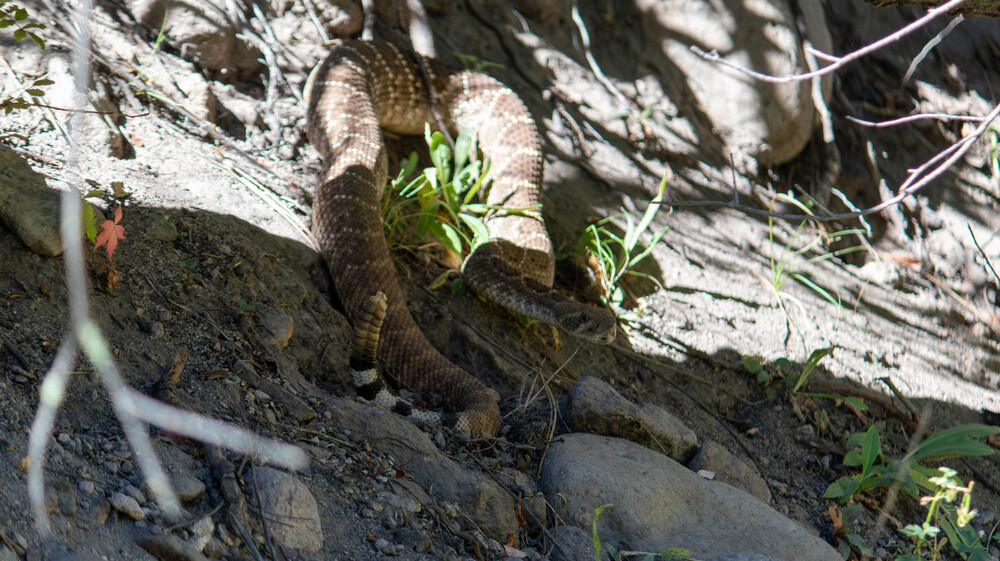 Angry rattlesnake