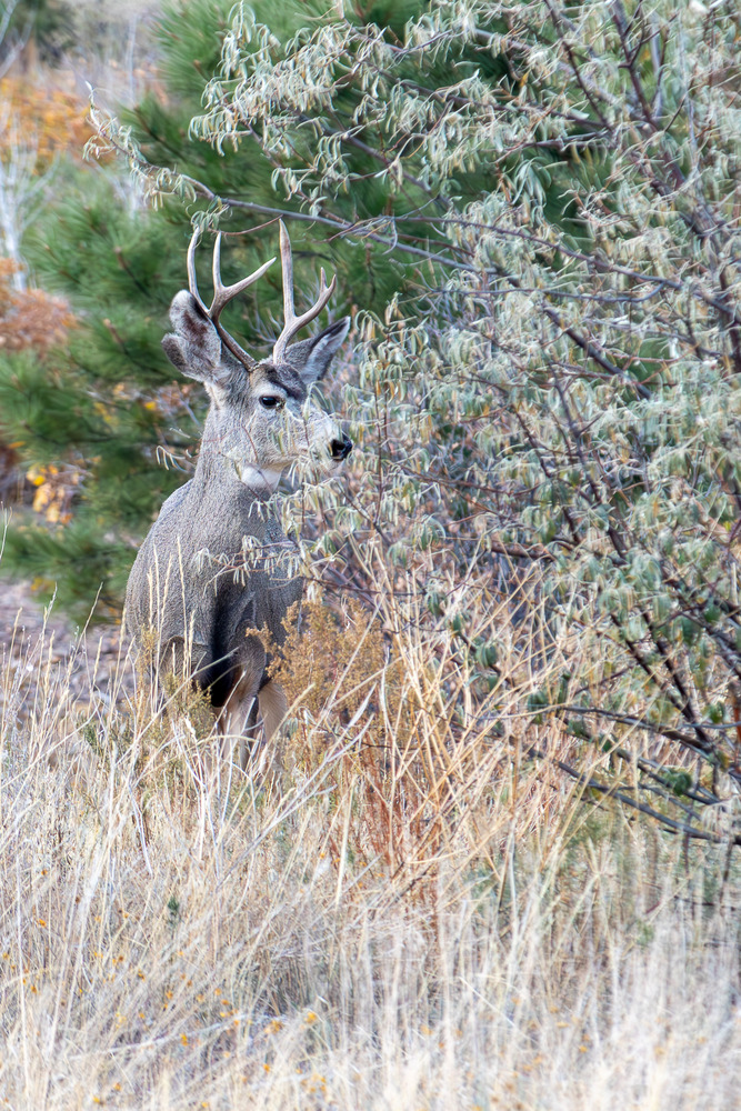 Unhappy deer