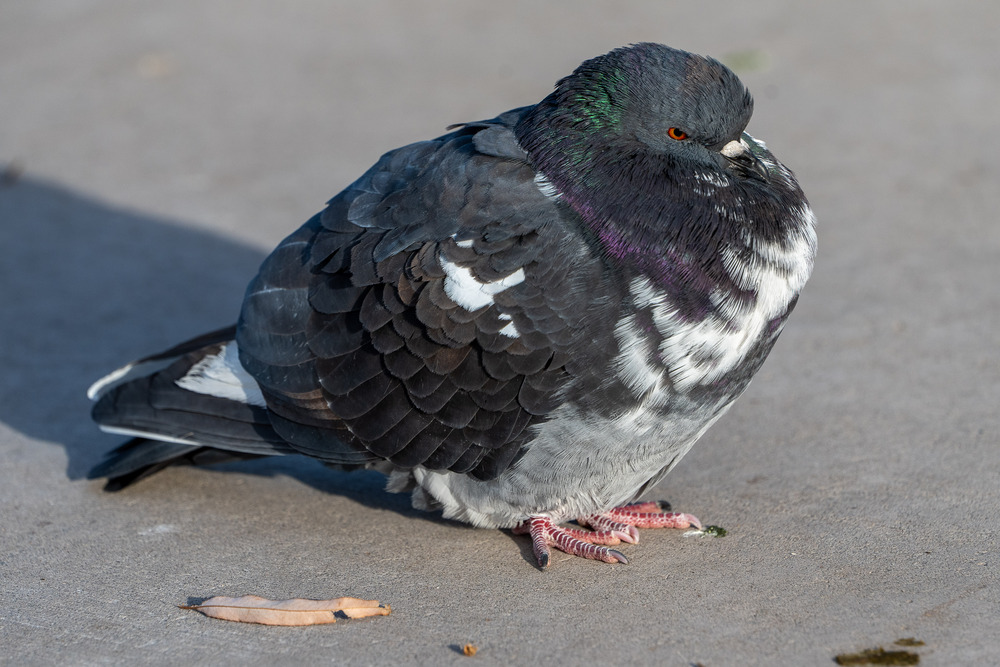 Fluffy pigeon