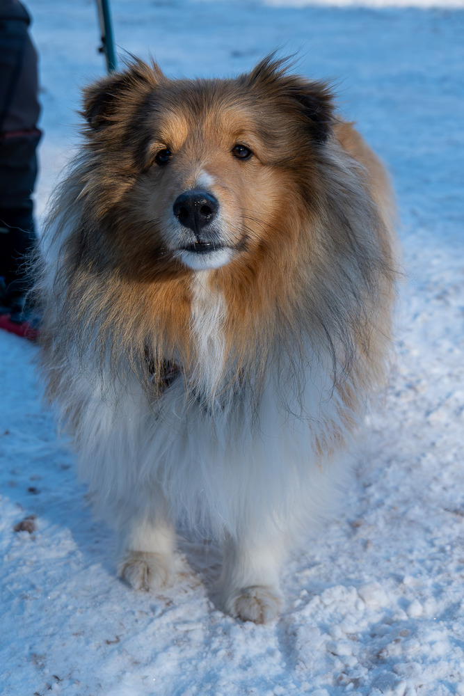 Doggy snowshoer