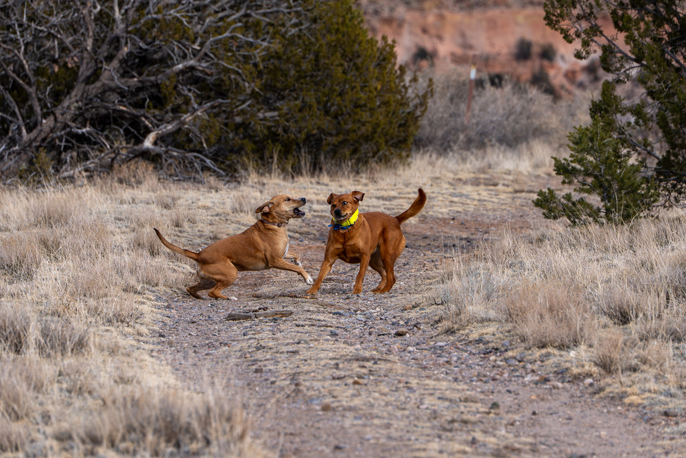 Dogs fighting