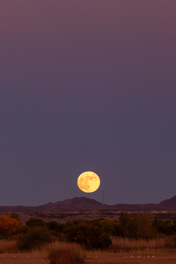 Moonrise at the Bosque del Apache National Wildlife Refuge